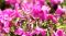 シバザクラ見頃“ 富士山麓にピンク色のじゅうたん ”SNS映えスポットが来園者に人気＝山梨・富士本栖湖リゾート