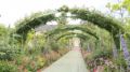 色とりどり30種類のバラで30メートルの“大アーチ”　浜名湖ガーデンパークで4月27日から＝浜松市