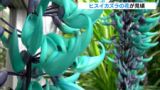 「これだけでも来た値打ちがある」“神秘的な青い花”ヒスイカズラ 見頃迎える＝静岡・熱川バナナワニ園