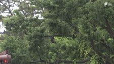 御殿場市の国道で倒木も…静岡県内、未明からの激しい雨で混乱