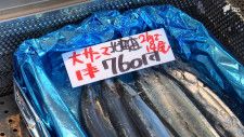 サンマは「高級魚で手が出しづらい」漁獲量は15年間で約8割減　仕入れ値は5倍…一方 キノコは“物価の優等生”
