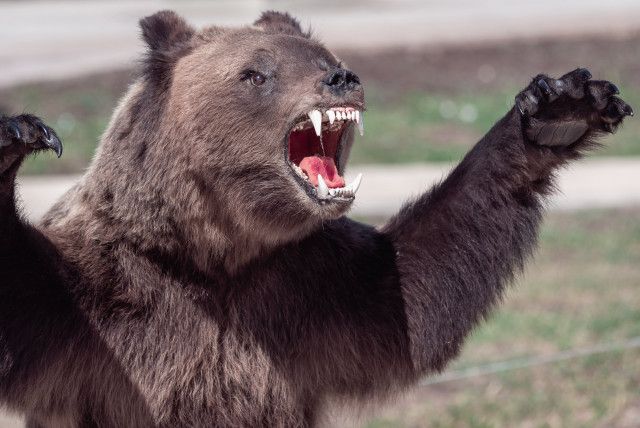 「ヒグマが私の頭蓋骨と顔面をむさぼってる…」なぜ日本人は”ロシアの残虐事件”を見ぬふりで凶暴な猛獣を駆除しないのか