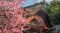 「さくら」は50か所、「うめ」は19か所以上。日本に桜・梅がつく地名が多いのはなぜ？ 京王車庫前が桜上水へと変わった理由