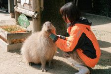 日本一バズる動物園「長崎バイオパーク」で人気のカピバラ