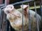 巨大な食料システムに組み込まれた畜産動物　養豚場からの豚のレスキューはじまる