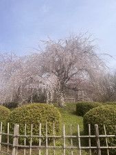 【大人のお花見旅行が最高だった】今年のお花見はガチで遠征！都内在住のOLが桜を見るためだけに京都へ弾丸1泊2日旅行