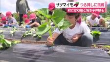 「おいしくできるといい」地元名産のサツマイモの植え付け　子供たちが農業体験　秋に収穫を　静岡・三島市