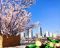 横浜の海・街並みとライトアップされた夜桜を楽しむ「大さん橋さくら祭り」国際客船ターミナルで開催！