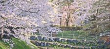青森県「弘前さくらまつり」4月19日〜開催！ソメイヨシノのほかシダレザクラ・八重桜など