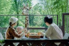 【キリンと一緒に朝ごはん！？】期間限定のオプションが再開！動物園隣接のグランピング施設「THE BAMBOO FOREST」のアイキャッチ