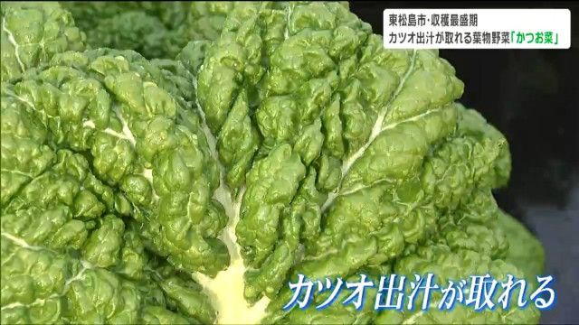 カツオのような出汁が取れる野菜を生産する男性「お薦めは生より鍋」福岡では正月の雑煮に欠かせない縁起物とは　宮城・東松島市