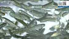 「年々種卵の確保が厳しくなっている」不漁が続く中“サケの稚魚”放流始まる　宮城・南三陸町