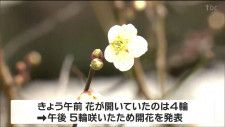 「ずいぶん暖かいので咲いてもおかしくない」仙台でウメ開花　平年より10日、去年より13日早い　tbc気象台