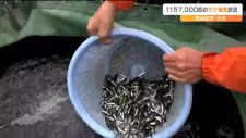 「昨シーズンから半減180万匹の見込み」気仙沼でサケの稚魚放流　宮城