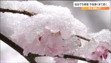 「きのうまで半袖でいたのに急に変わってまた冬に戻ったって感じです」低気圧で仙台でも積雪　早咲きのサクラも雪化粧　宮城