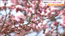 tbc気象台　仙台のサクラ　当初の開花予想「31日」から軌道修正　ではいつ？