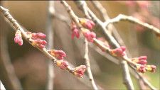 「標本木の蕾もまだ固く」春本番の陽気も仙台のサクラ開花はまだ先　tbc気象台