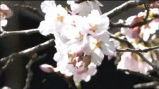 「明るい気持ちで春を過ごしていただけたら」宮城・丸森町の神社ではサクラ開花　仙台のサクラは開花せず　tbc気象台