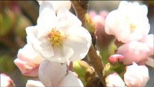 「5輪咲いているのを確認」仙台でサクラ開花　平年より6日早い去年より7日遅い