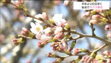 「家族でお花見するのが楽しみ」平年より6日早く去年より7日遅くサクラ開花　仙台