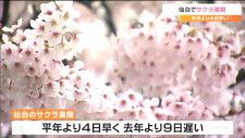 仙台で「サクラ満開」開花から満開まで7日以上は2010年以来“14年ぶり”