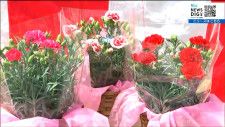 「届いたころに花が咲く温度調節栽培」カーネーションのゆうパック発送始まる　宮城・柴田町