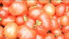「トマトが気持ちよく光合成できるように環境を整えた」全国選手権で金賞受賞“トマトの水耕栽培”とは