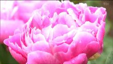 「参拝がてら見事な花を見て」神社でシャクヤク「氷点」や「春の粧」開花　庭園を一般公開