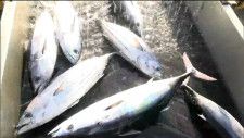 一本釣りのカツオ初水揚げ　生鮮カツオ水揚げ28年連続日本一を目指す気仙沼港　宮城