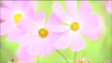 厳しい残暑続く中“秋の訪れ”コスモスが見ごろ　開花1週間遅れでようやく全体の7割程度まで咲きそろう　宮城・大崎市
