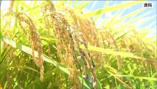 宮城県の稲刈り進捗率58.6%　記録的な猛暑で稲の生育早く「速やかな刈り取り」呼びかけ
