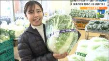 野菜で価格が下がったのは「ハクサイが500円→200円」時期ずれ入荷はホウレンソウ・小松菜　猛暑の影響はどうなったのか