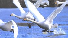 「普段見られない姿を一枚に」冬の渡り鳥の越冬地で撮影された写真を展示　宮城・伊豆沼と内沼