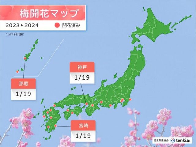 神戸や宮崎などでウメが開花　今季は平年より早い開花が多い