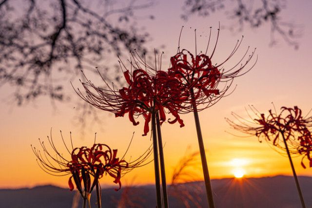 9月23日は「秋分の日」。日本独自の風習「彼岸」と秋分の七十二候