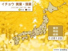 東京でイチョウの落葉　平年より9日遅い　甲府や岐阜からも落葉便り　木々は冬支度へ