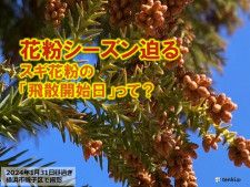 東京都心　スギ花粉の飛散開始が迫る　「花粉の飛散開始日」とは?