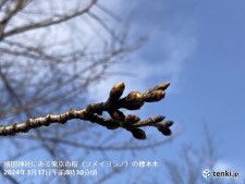 東京の桜の開花はいつ?　土日の季節先取りの暖かさで蕾も膨らむ