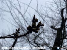 東京都心は冷たい雨　正午の気温6℃　明日以降も曇りや雨が続く　気温は高く桜開花へ