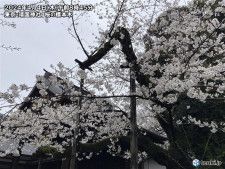 東京の桜は満開秒読み　週末お花見ワンチャンス　来週早くも花散らしの雨風