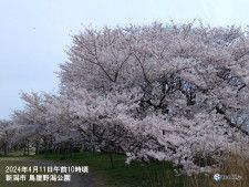 北陸　2週間天気　新潟で桜満開　15日頃までお花見日和　暑さに注意