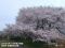 北陸　2週間天気　新潟で桜満開　15日頃までお花見日和　暑さに注意