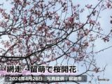 桜　北海道・網走と留萌で開花