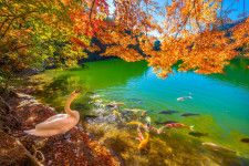 伊奈ヶ湖の紅葉と白鳥