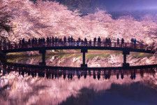 弘前公園の桜（青森県弘前市）