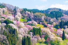信州・小川村の春(二反田の桜)
