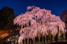 日本三大桜「三春滝桜」（福島県）