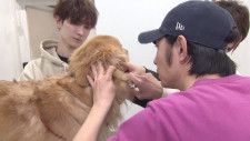 相葉雅紀の保護犬トリミングに渡辺翔太が初登場　二人が初めて会話した時の衝撃エピソードも＜嗚呼!!みんなの動物園＞
