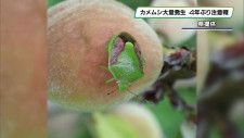 カメムシ大量発生　果物への被害懸念　栃木県は４年ぶりに注意報