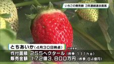 栃木県産いちごの販売額　３年連続過去最高の見通し　とちあいか生産拡大で